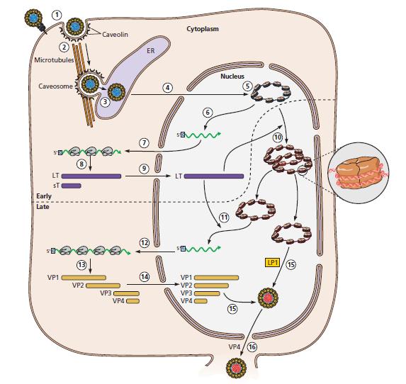 CICLO REPLICATIVO DI SV40 Figure 24 Single-cell reproductive cycle of simian virus 40.