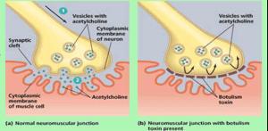 Tossina botulinica Azione :inibisce il rilascio dell acetilcolina nella giunzione neuromuscolare, riducendo la capacità contrattile