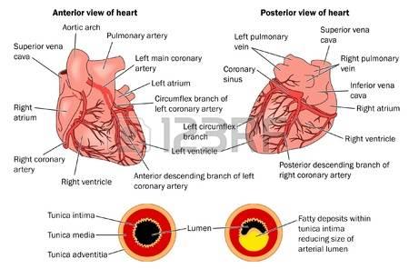 L arteria coronaria destra Ramo conale: zona infundibolare del