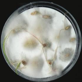Diagnosi Metodi che prevedono l incubazione del seme