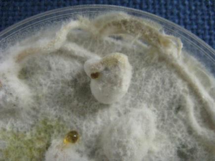 Soia: 15 % di semi contaminati dal Phomopsis complesso.