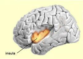 Corteccia dell insula attivata dalla dalla vista di espressioni espressioni