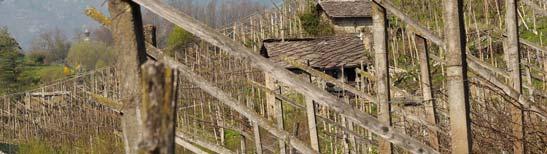 In Trentino viene coltivato in tutte le zone vocate alla viticoltura; particolarmente importante è la