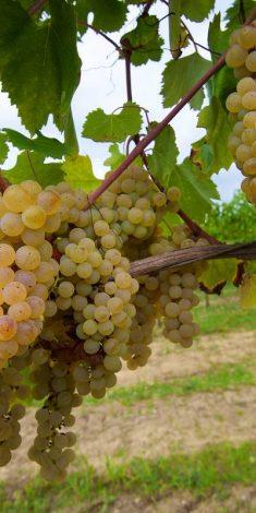 Scopri Il vitigno è l espressione moderna degli antichi vitigni autoctoni origine ellenica che l Irpinia ha saputo conservare e valorizzare nei secoli.