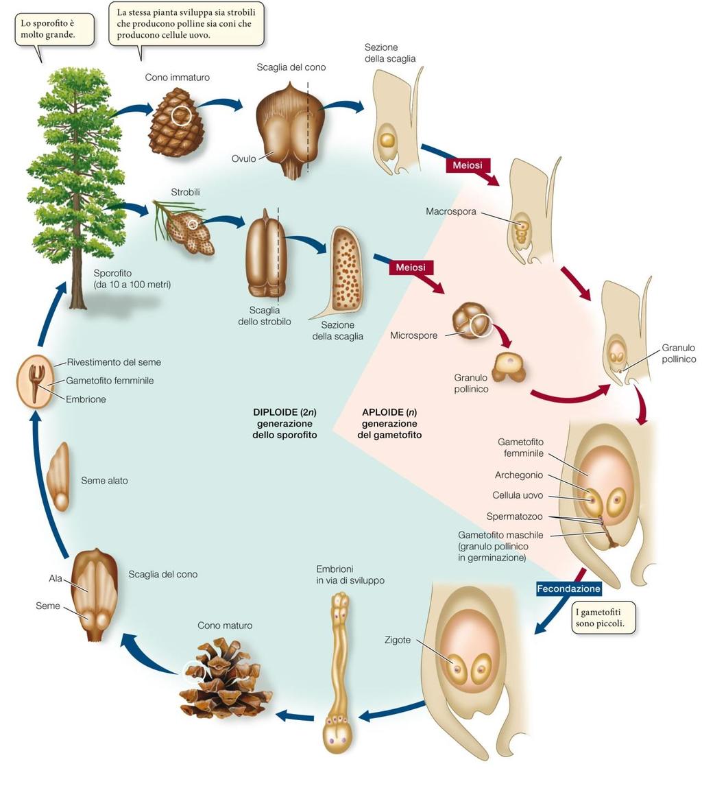 Il ciclo vitale di una conifera Sadava