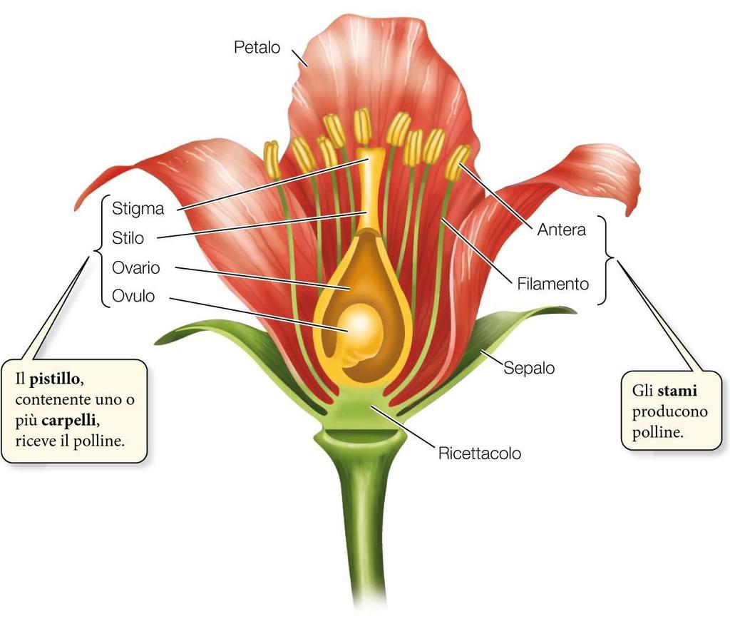 Le angiosperme Il fiore è la caratteristica principale delle angiosperme.