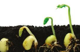 Semi, radici e foglie I semi, strutture complesse costituite dall embrione della nuova pianta e da un rivestimento esterno.