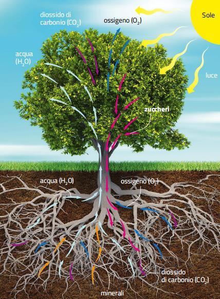 I vasi conduttori Xilema: trasporta acqua e sali minerali dalle radici alle foglie.