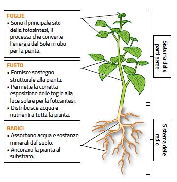 Struttura Le piante terrestri sono organismi pluricellulari che svolgono la fotosintesi clorofilliana.