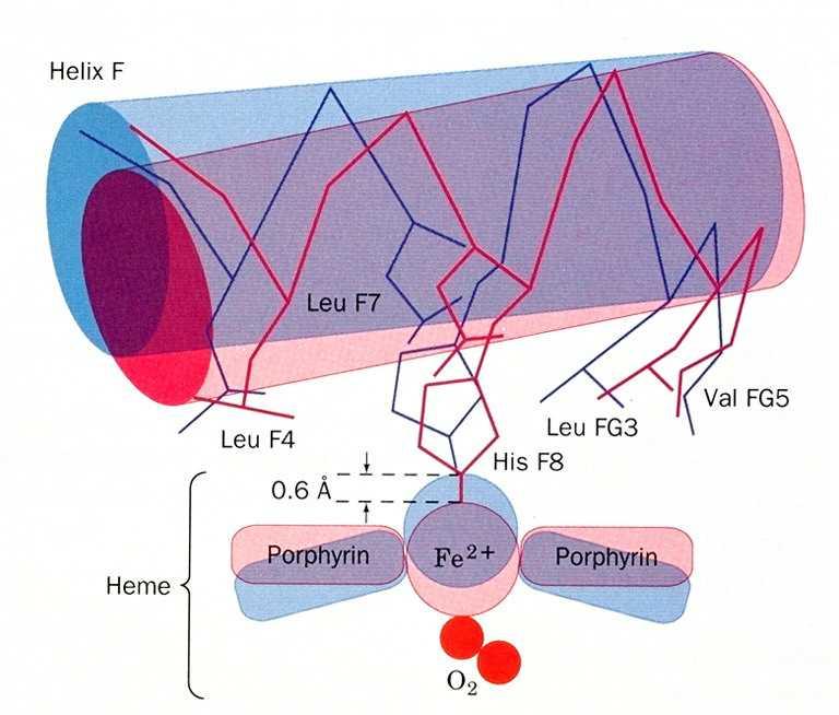 La modificazioe strutturale parte dall eme e viee trasmessa al resto della proteia Nello stato T il Fe2+ è situato fuori dal piao 0.