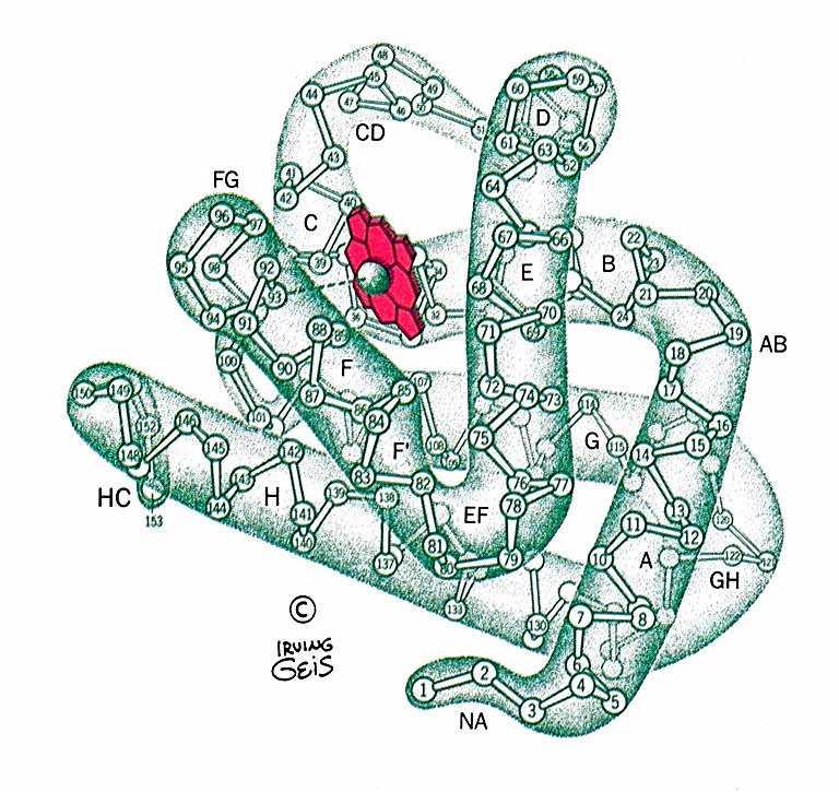 circoda l eme Tasca idrofobica His distale E7 His distale E7: legame a H co O2 protegge il Fe2+