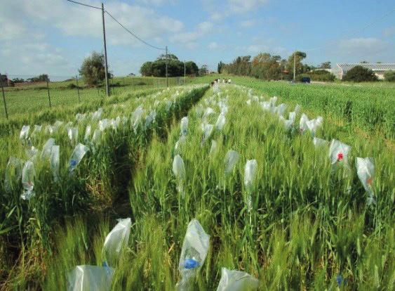 multidisciplinare e in quanto tale combina le competenze necessarie per considerare i sistemi agricoli, naturali e alimentari nel loro insieme.