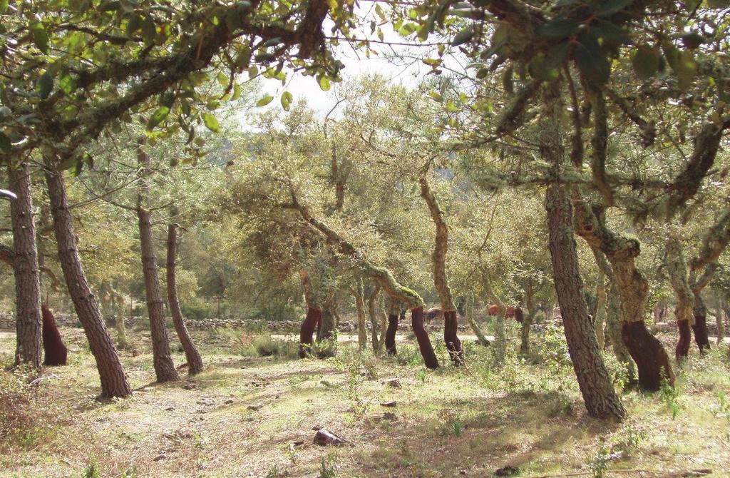 LA SFIDA IL BOSCO E LE AREE SEMI-NATURALI SONO PER UN TERRITORIO DELLE IMPORTANTI RISERVE DI BIODIVERSITÀ DA UTILIZZARE IN MODO SOSTENIBILE AL FINE DI CONSERVARLE PER LE GENERAZIONI FUTURE LE