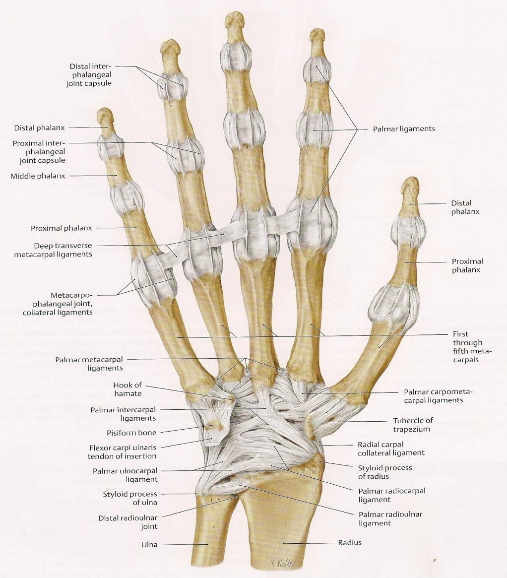 Mezzi di unione: Legamento collateraleradiale del carpo Origine: processo