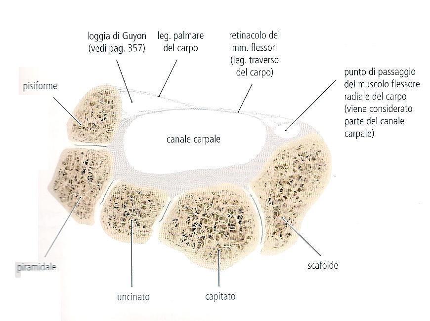 Articolazioni intercarpiche Articolazioni mediocarpica Mezzi di unione Legamento pisiuncinato: Origine: osso