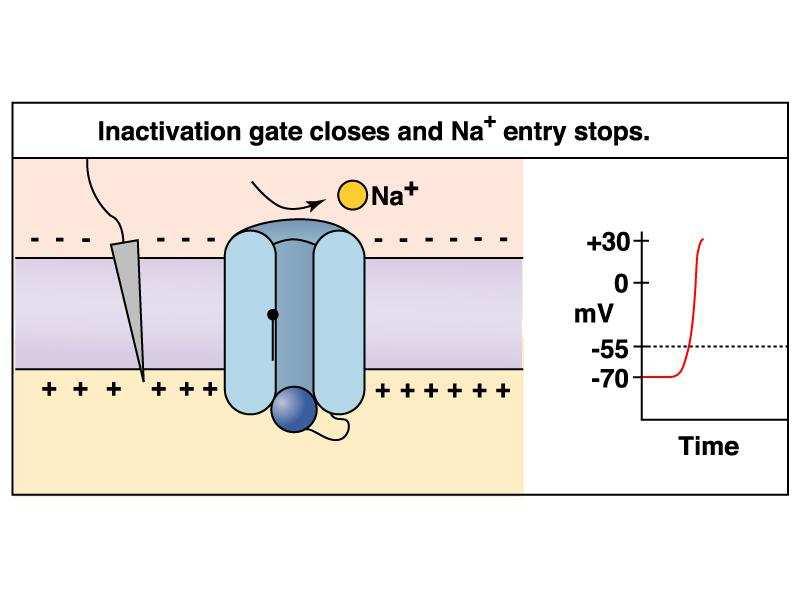 Il meccanismo alla base del potenziale G D]LRQH La depolarizzazione fa in modo che a circa 35
