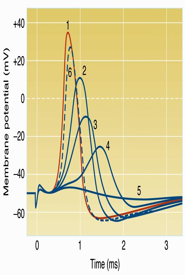 Prime prove a favore del Na + come catione responsabile del potenziale d azione neuronale Stimolazioni iniziale dell assone gigante di calamaro, in presenza di 120 mm Na + extracellulare Potenziale