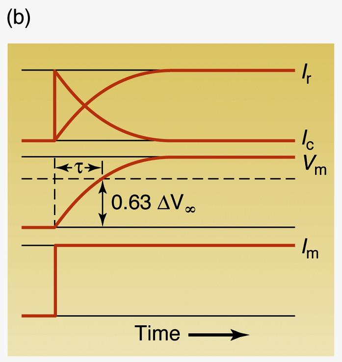 La variazione passiva del potenziale è detta Potenziale Elettrotonico ed è dovuta alle componenti capacitive e resistive della corrente che passa attraverso la membrana