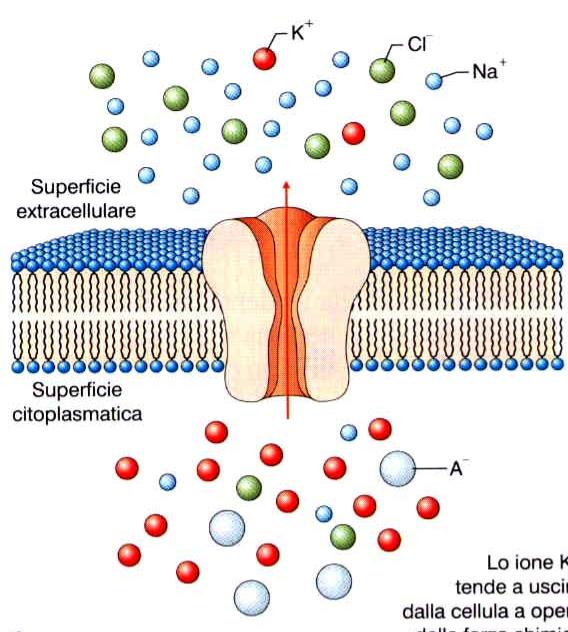 Alcuni tipi di canali ionici sono sempre aperti, altri no!