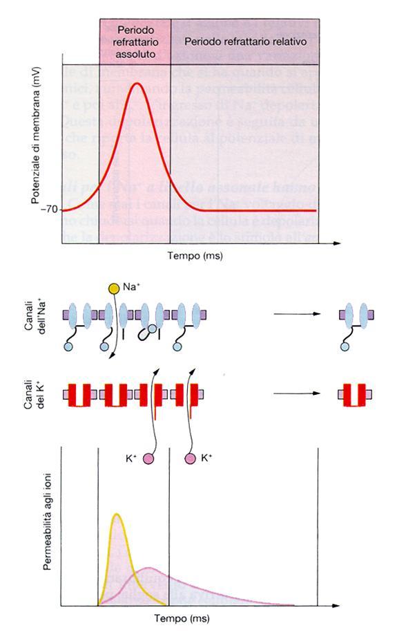 Periodi refrattari:assoluto e relativo Il doppio cancello dei canali per il Na + ha un ruolo fondamentale nei fenomeni di refrattarietà.