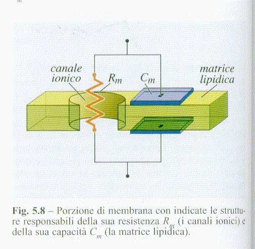 Cellula vista come un circuito resistenzacondensatore La membrana si comporta come un circuito costituito da un condensatore e una resistenza in parallelo.
