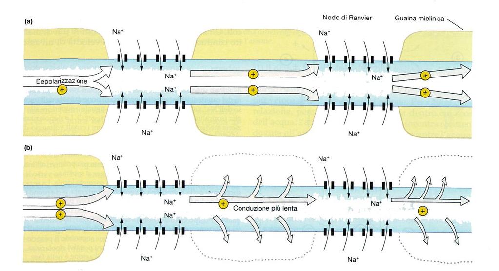 Diametro dell assone e resistenza della membrana: il loro effetto sulla conduzione Più ampio è il diametro dell assone e più veloce sarà la