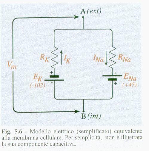 In questo modello si possono osservare la vie permeative separate (R=resistenza o capacità di