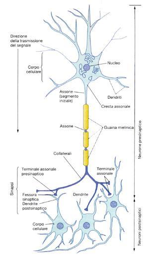 li neurone rappresenta l unità funzionale del sistema nervoso.