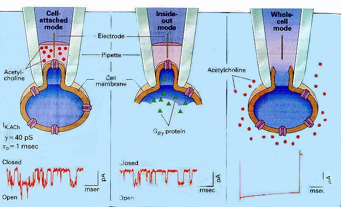 Tecnica del patch-clamp 2 m La tecnica del patch