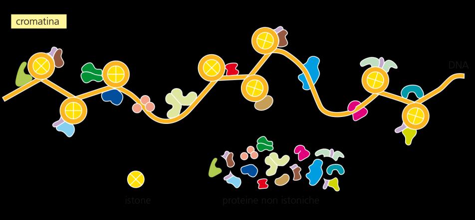 Aspetti fondamentali di un genoma EUCARIOTICO E LINEARE E fisicamente organizzato in una struttura: NUCLEOSOMA (DNA+istoni) che forma altre strutture più complesse: CROMOSOMA