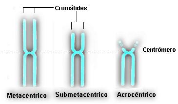 classificazione dei cromosomi a seconda della forma presentata alla metafase, determinata a