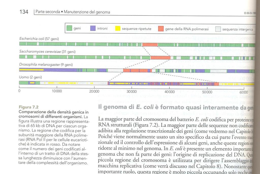 GENOMA Comparazione della densità genica in cromosomi di differenti organismi Biologia