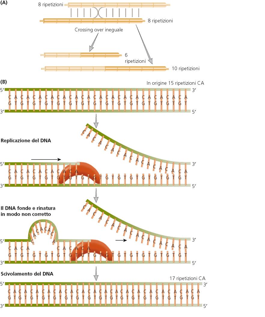 l origine di questa variabilità è la ricombinazione genetica tra unità ripetitive mal appaiate Difficoltà nel replicare in modo appropriato