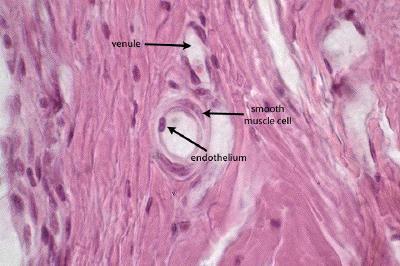 ARTERIOLE Ramificazioni terminali che alimentano i capillari.