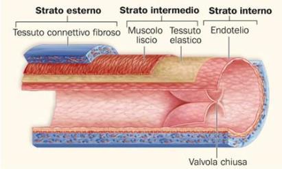 pressione all interno delle vene è minore rispetto alle arterie.