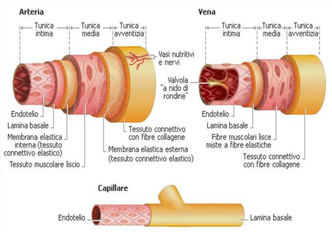 Arterie e vene hanno la stessa struttura istologica di base. Sono costituite da 3 strati.