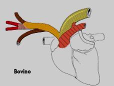 EQUINI e RUMINANTI Carotidi comuni Succlavia dx Arteria brachiocefalica aorta Tronco bicarotico Succlavia sx Tronco brachiocefalico Il tronco brachiocefalico dà