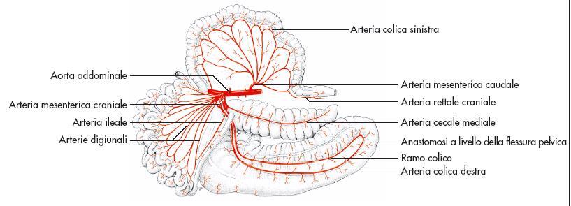 ARTERIA MESENTERICA CAUDALE