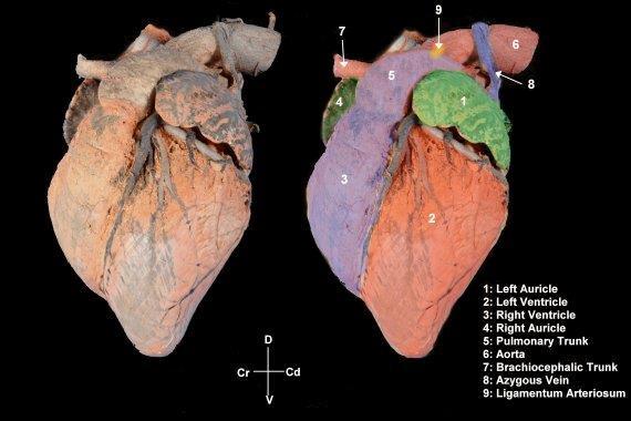 Nei ruminanti e nel maiale le vene cardiache grande e media sboccano nella La GRANDE VENA CARDIACA inizia distalmente vena azigos, al che solcoraggiunge