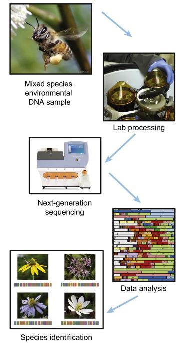 DNA Metabarcoding