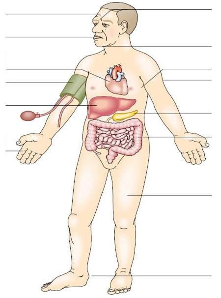 allargati Prognatismo (protrusione della mandibola) Aumento della sudorazione Ispessimento della cute Epatomegalia Allargamento delle mani, Artropatia, Sindrome del tunnel carpale IGT (25%) diabete