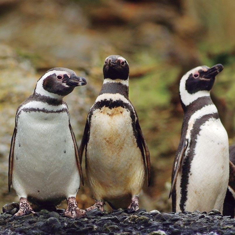 Sarà inoltre possibile avvistare una serie di uccelli della Patagonia, tra