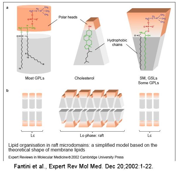 Modello dell organizzazione lipidica nei microdomini raft.
