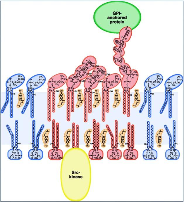 impacchettato separato da un ambiente ricco di fosfatidilcolina (PC; figure blu, due gambe).