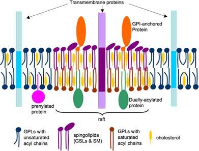 In questo schema una proteina transmembrana di un raft (azzurro) interagisce specificamente con uno sterolo e con un glicosfingolipide (GSL), un interazione che lubrifica la sua inclusione nel raft e