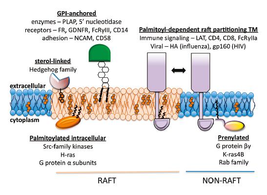 Esempi di modificazioni di proteine con lipidi Diverse ancore lipidiche giocano ruoli molto importanti nel traffico di proteine, loro partizione nelle membrane e corretto funzionamento, probabilmente