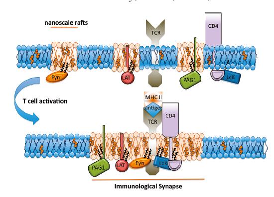 membrane vesicles, GMPVs) o sfere di membrane plasmatica rilasciate dalla cellula [Vd. ectosomi]. Simons K, Gerl MJ. Revitalizing membrane rafts: new tools and insights. Nat Rev Mol Cell Biol.