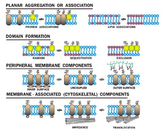 di diffusione laterale ela mobilità delle glicoproteine e dei fosfolipidi nella membrane