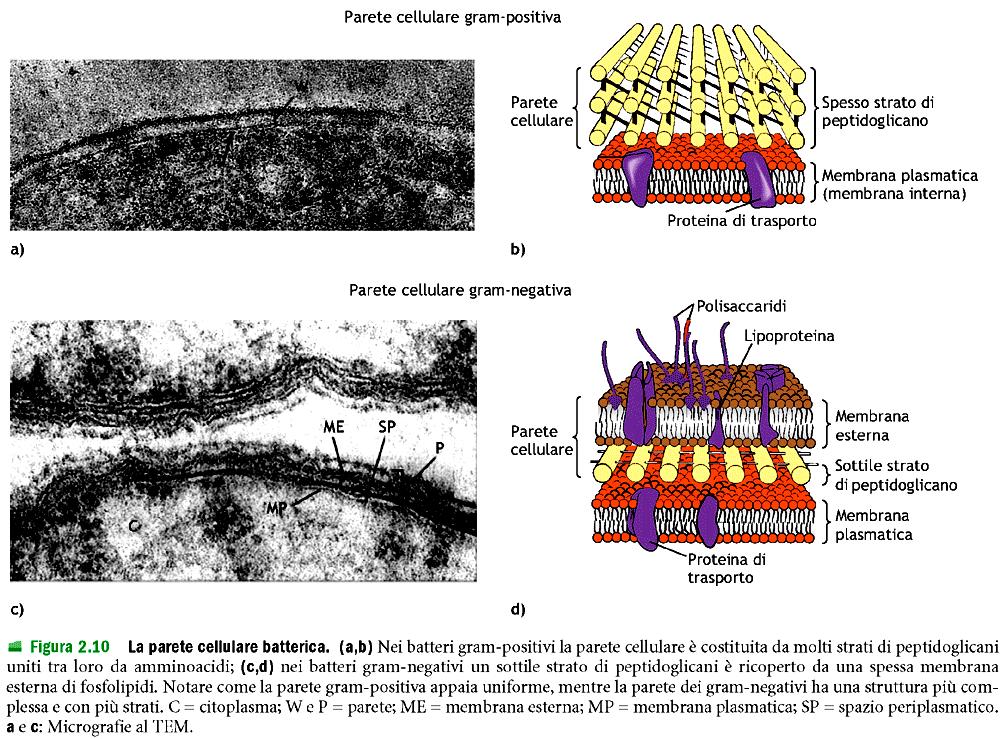 LA CELLULA PROCARIOTICA!