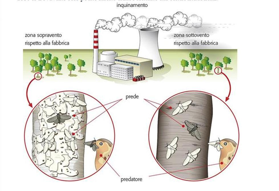 Evoluzione in atto Anemia falciforme più frequente in zone malariche Cellule tumorali- la resistenza Rivoluzione industriale e colore farfalle al farmaco che insorge in quanto cambia la composizione